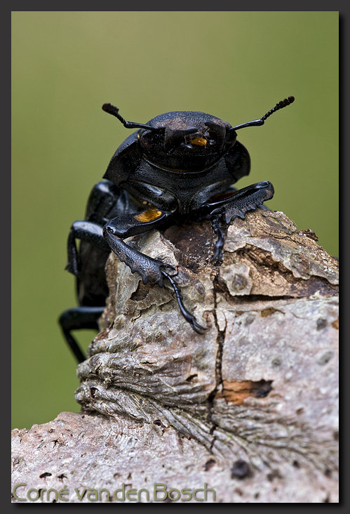 photo Stag Beetle, vliegend hert